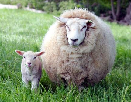 Купить подушки из овечьей шерсти в Воронеже